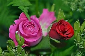 &quot;Flower Delivery in Trenton Nj